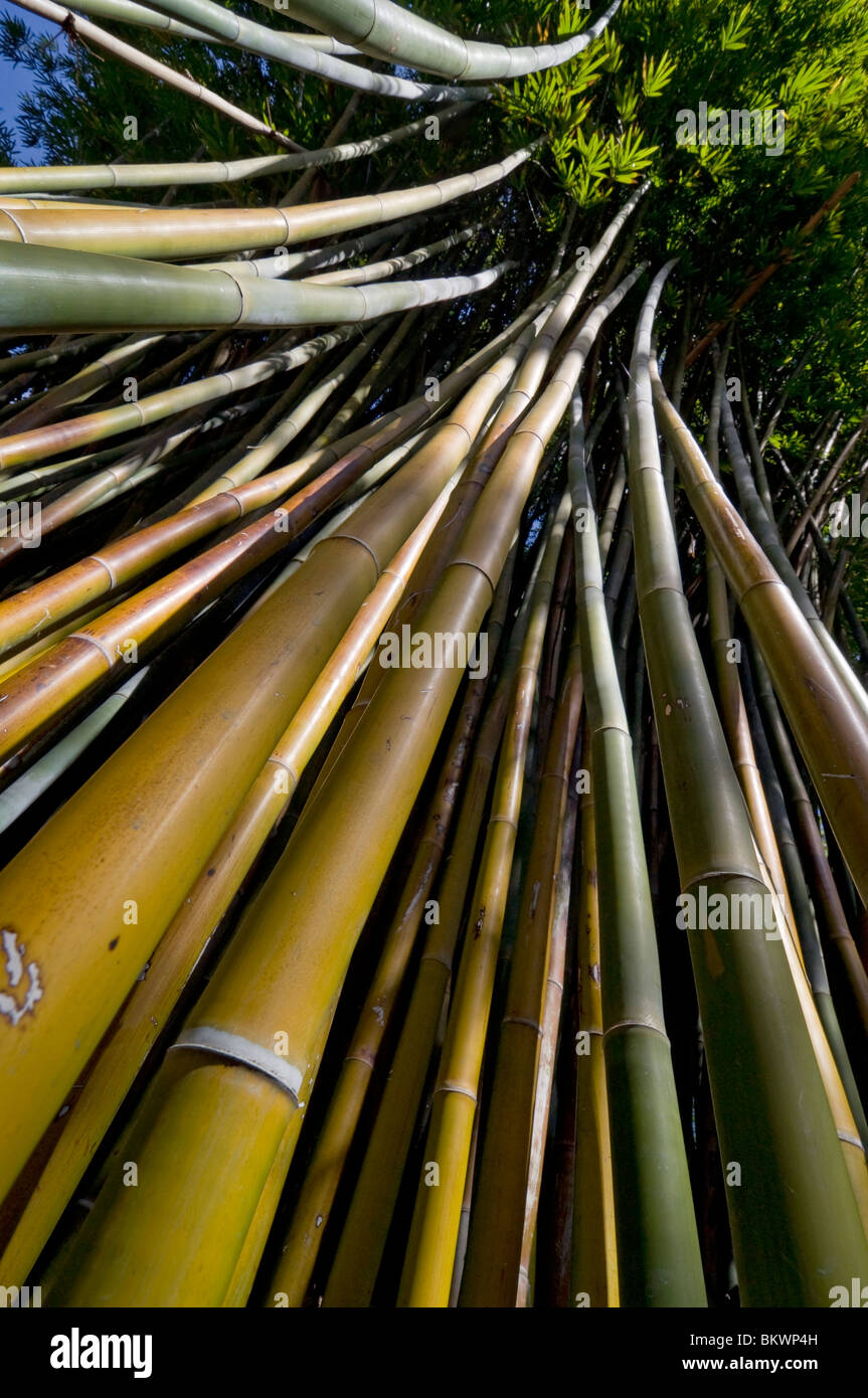 Kanapaha Spring Garden Festival Gainesville Florida buscando en clúster