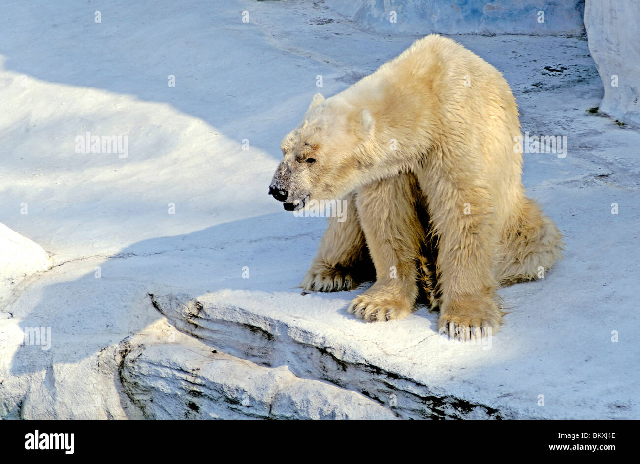 Un oso polar Safari World Bangkok , Tailandia , el Sudeste Asiático Foto de stock