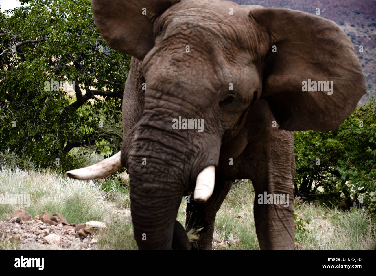 Carga simulada de un gran toro, elefante Damaraland, Namibia. Foto de stock