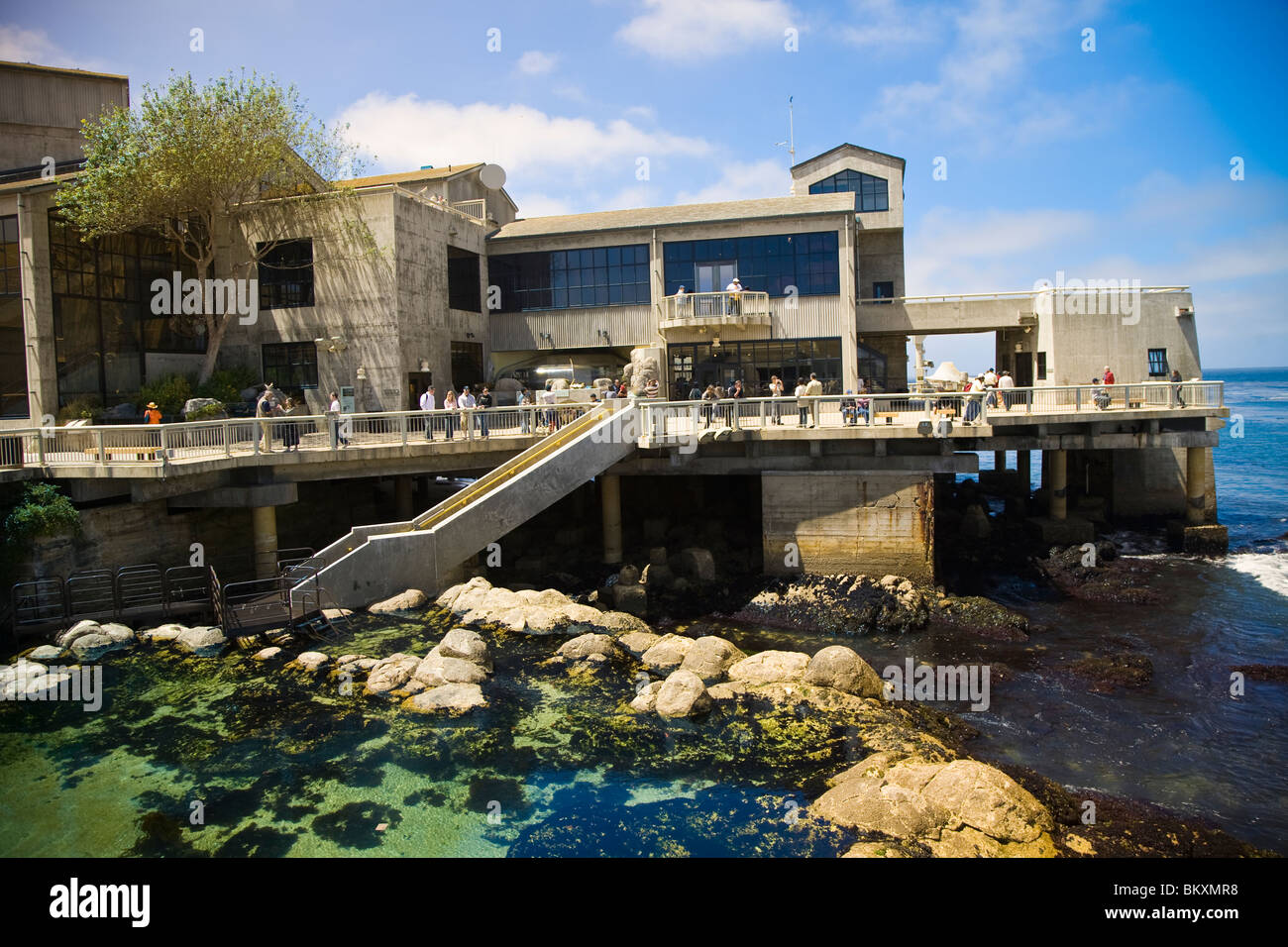 Monterey Bay Aquarium es el hogar de más de 30.000 aves de criaturas marinas de mamíferos y plantas Foto de stock