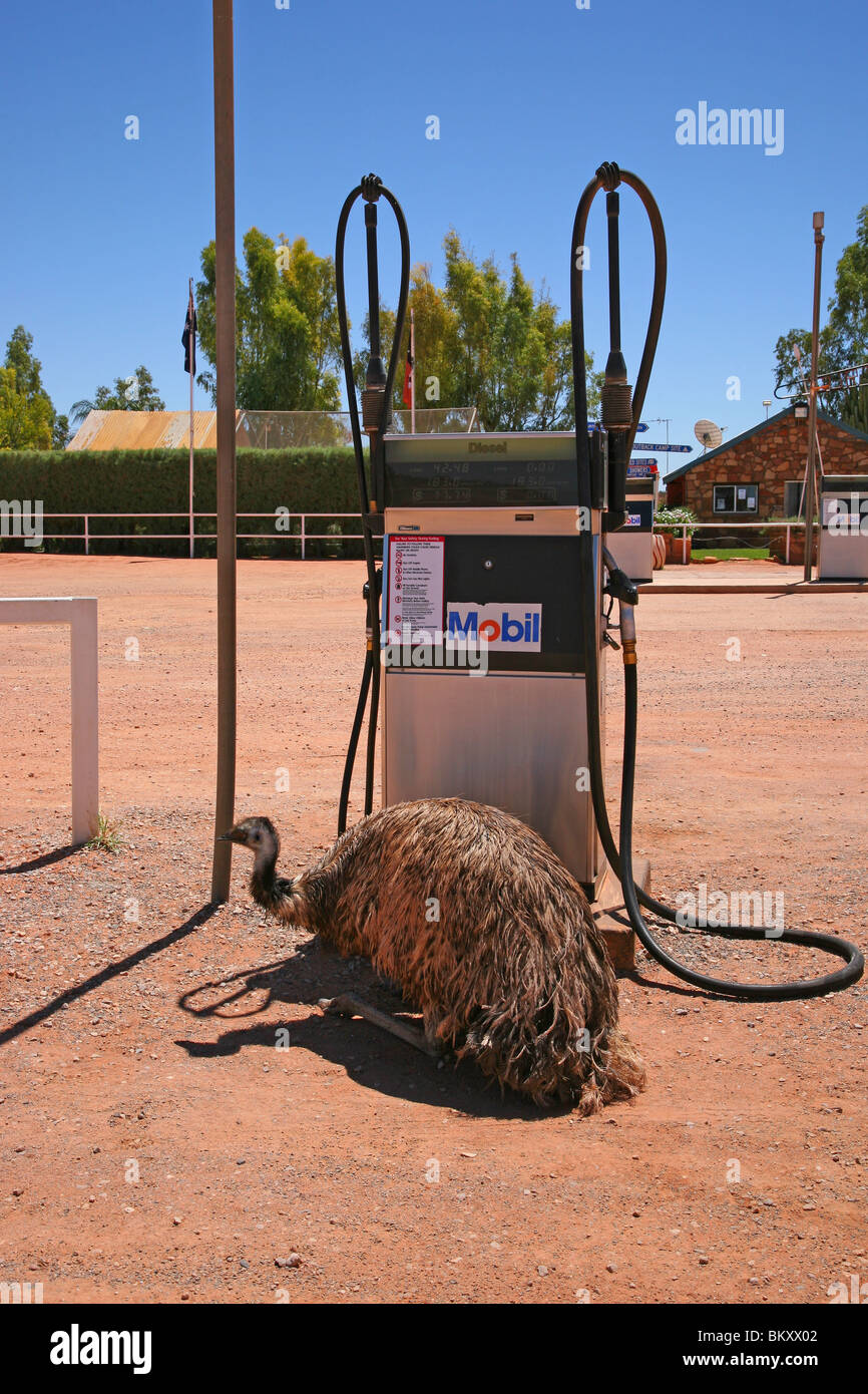 El avestruz en la gasolinera Mobil en ruta a Ayers Rock. Foto de stock