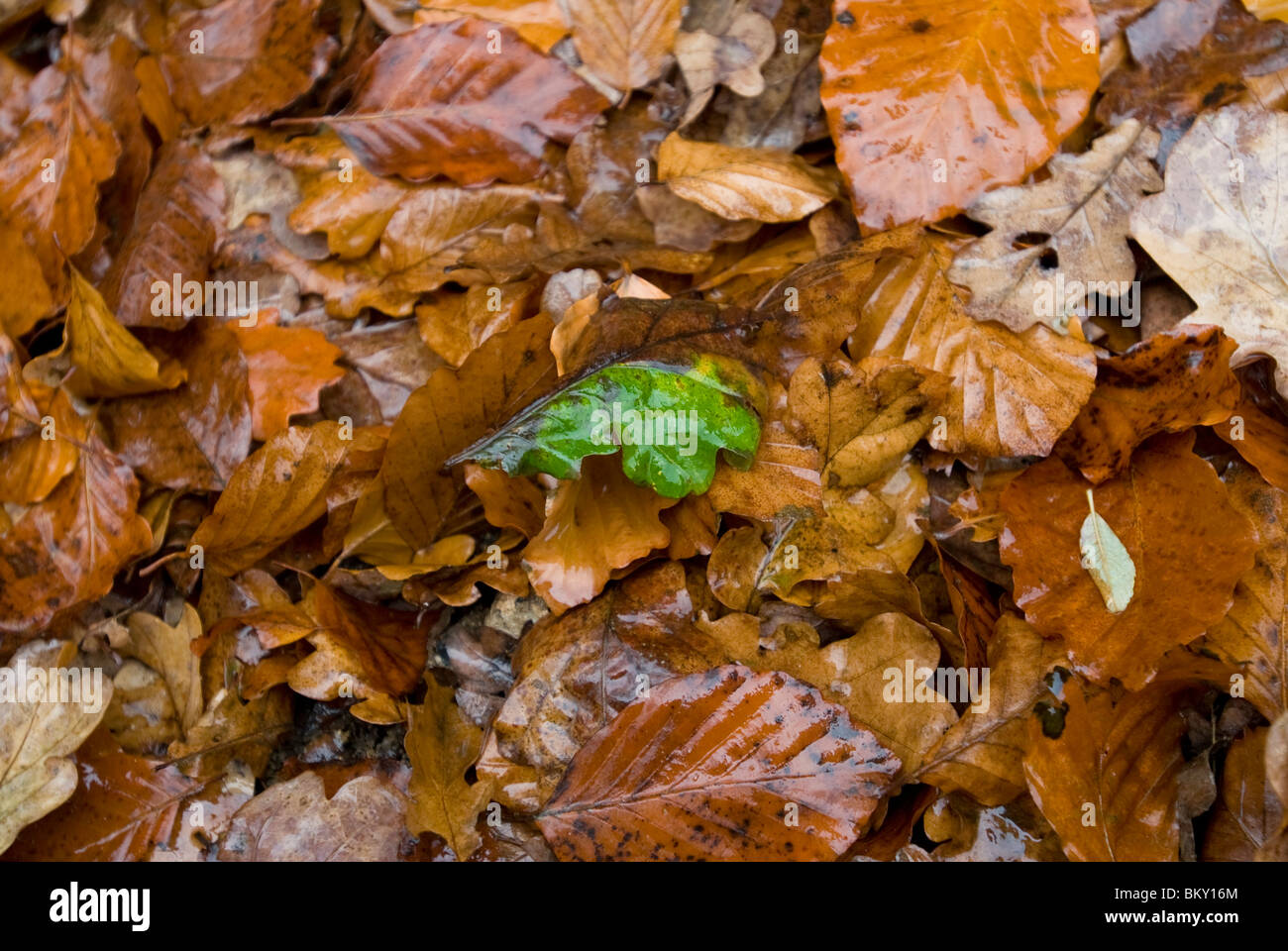 La hoja verde se asienta sobre mojado muriendo hojas marrones. Foto de stock
