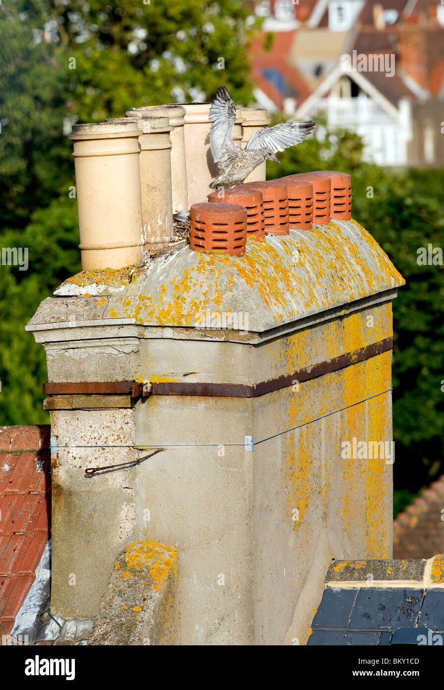 Una gaviota argéntea de bebé (TED) prácticas volando por batir sus alas entre chimeneas sobre un tejado en Brighton, East Sussex. UK Foto de stock