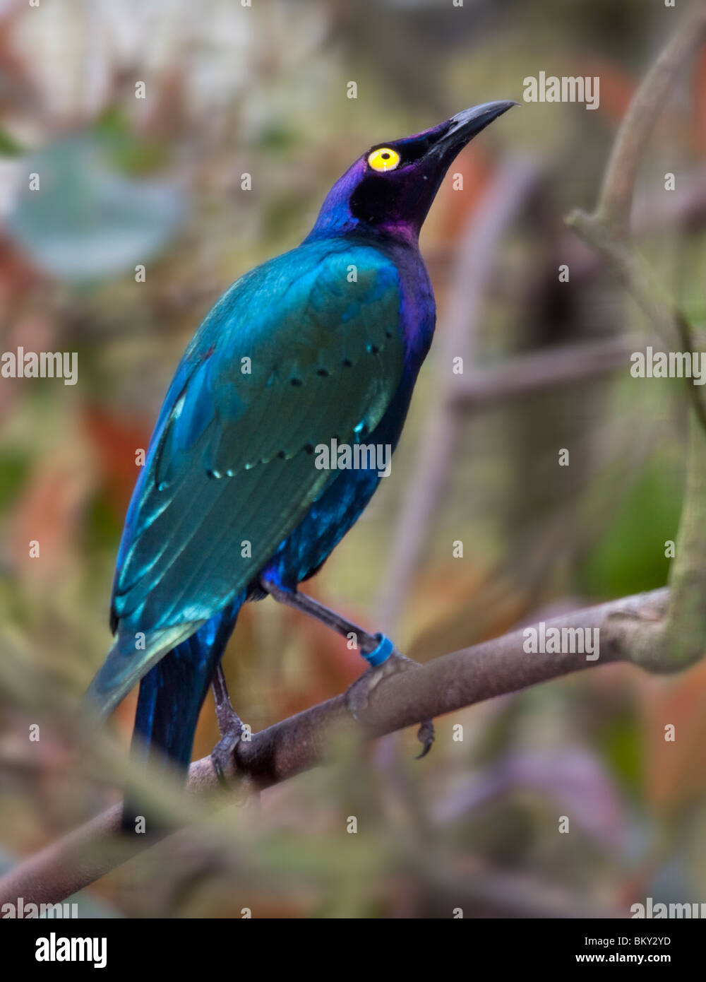 Púrpura brillante Starling (lamprotornis purpureus) Foto de stock