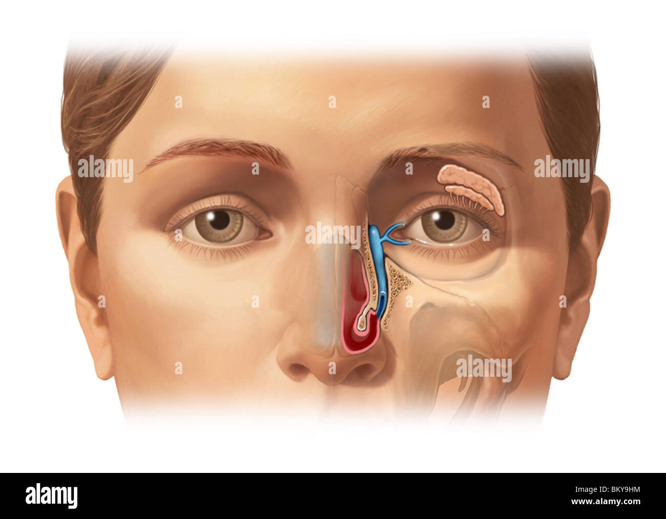 Esta imagen detalla el aparato lagrimal que produce lágrimas y drena desde el ojo. Foto de stock