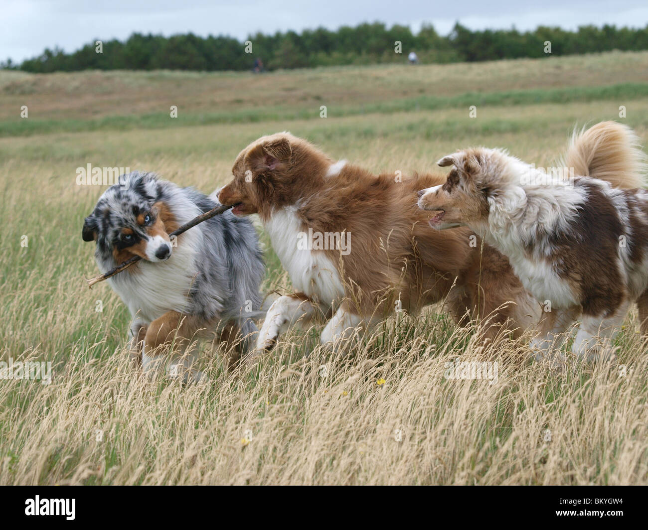 tres perros grandes de diferentes razas jugando juntos en el parque de  perros Fotografía de stock - Alamy