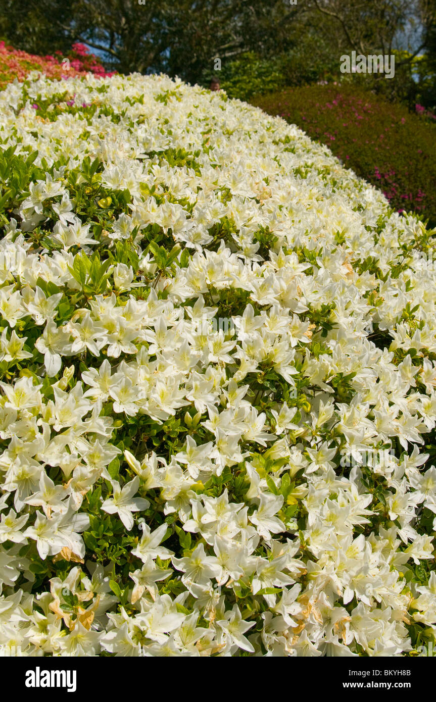 White azalea bush fotografías e imágenes de alta resolución - Alamy