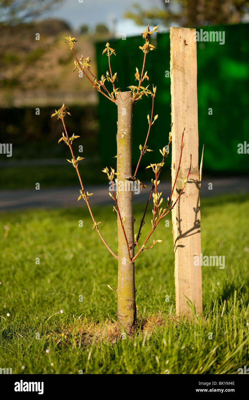 Nuevos tallos y ramas que crecen en un retoño arrasado árbol, UK Foto de stock