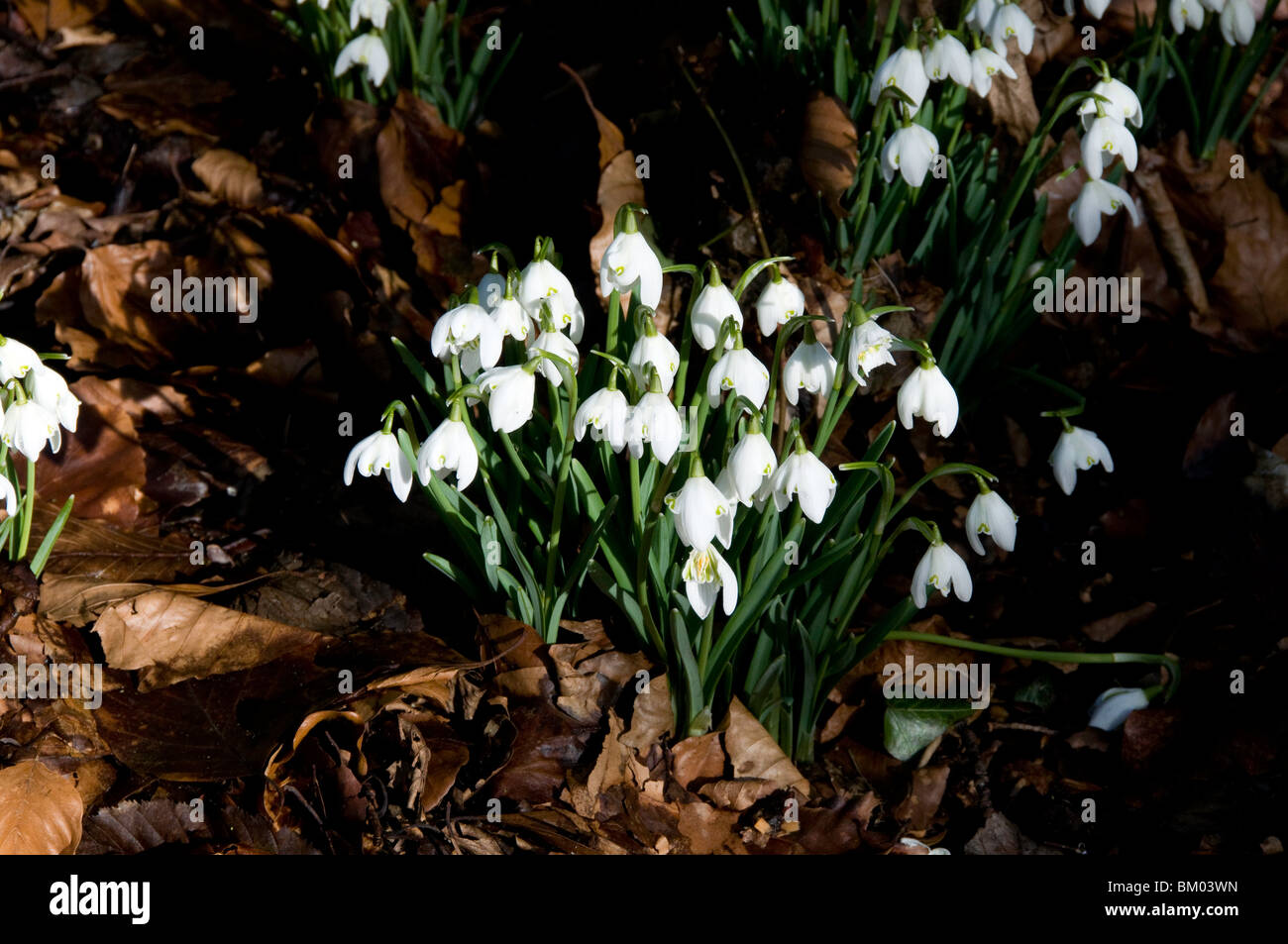 Naturalizado cúmulos de campanilla de las nieves a principios de la primavera Foto de stock