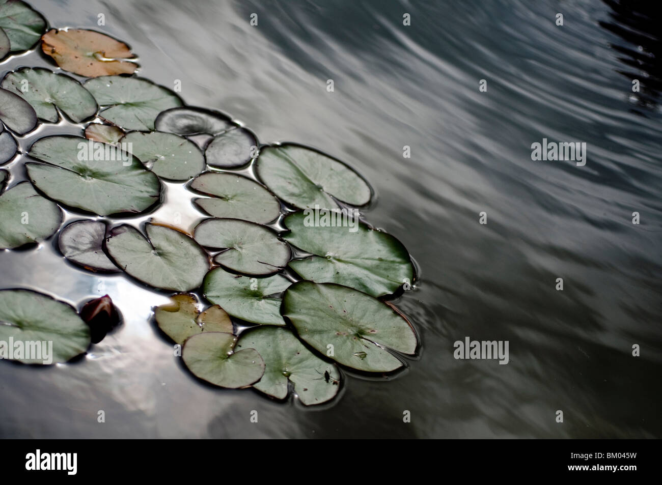 Lilypads en una fuente. Foto de stock