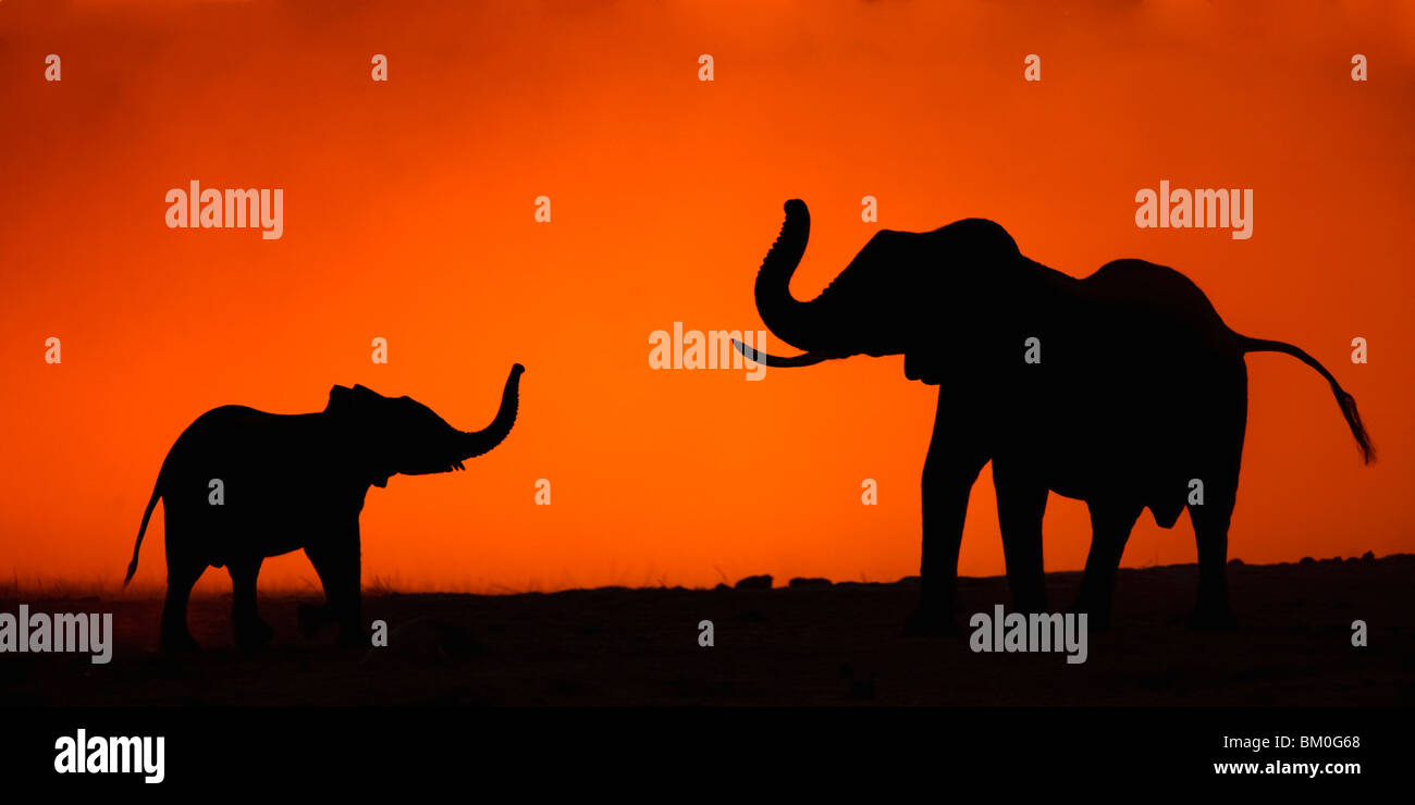 Los elefantes (Loxodanta africana) communitating al atardecer, el Parque Nacional de Hwange, Matabeleland Norte, Zimbabwe Foto de stock