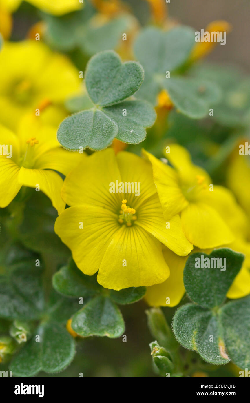 Giant oxalis oxalis gigantea fotografías e imágenes de alta resolución