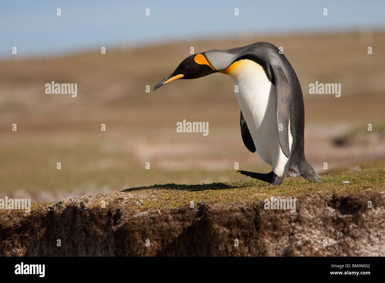 Pingüino Rey Aptenodytes patagonicus Königspinguin Islas Malvinas Punto de Voluntariado Foto de stock