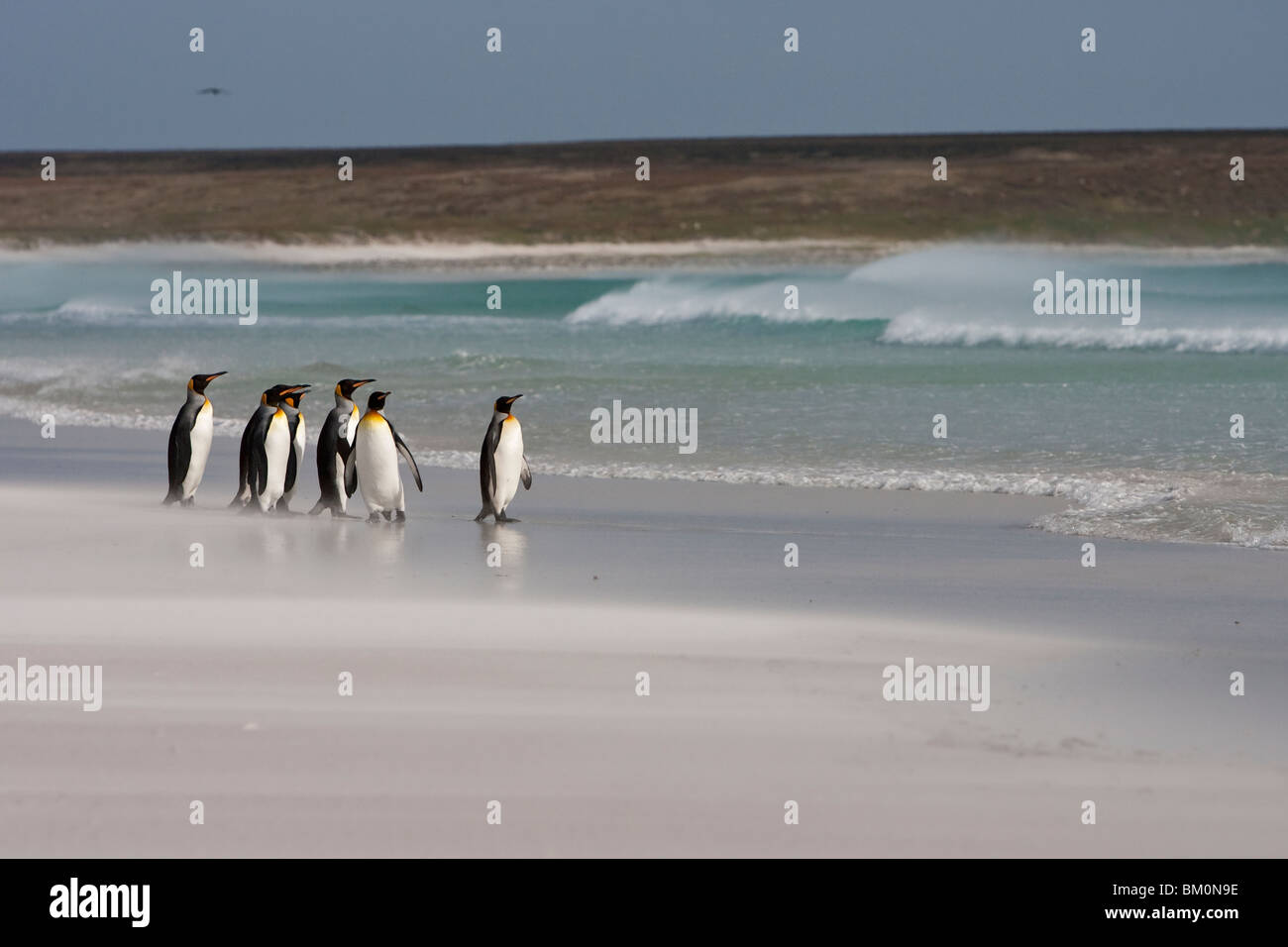 Pingüino Rey Aptenodytes patagonicus Königspinguin Islas Malvinas Punto Voluntario Voluntario grupo de playa Foto de stock