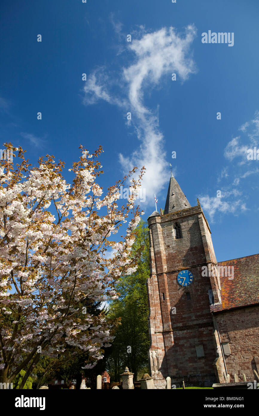 Reino Unido, Inglaterra, Dymock, Gloucestershire, la Iglesia de Santa María Virgen, primavera con árboles en flor Foto de stock