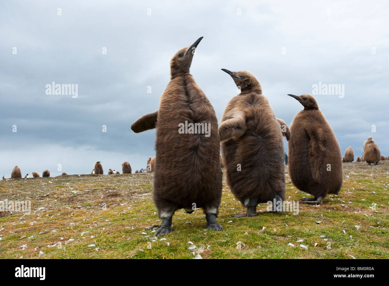 Pingüino Rey Aptenodytes patagonicus Königspinguin Falkland Islands Volunteer Point pollitos combates Foto de stock