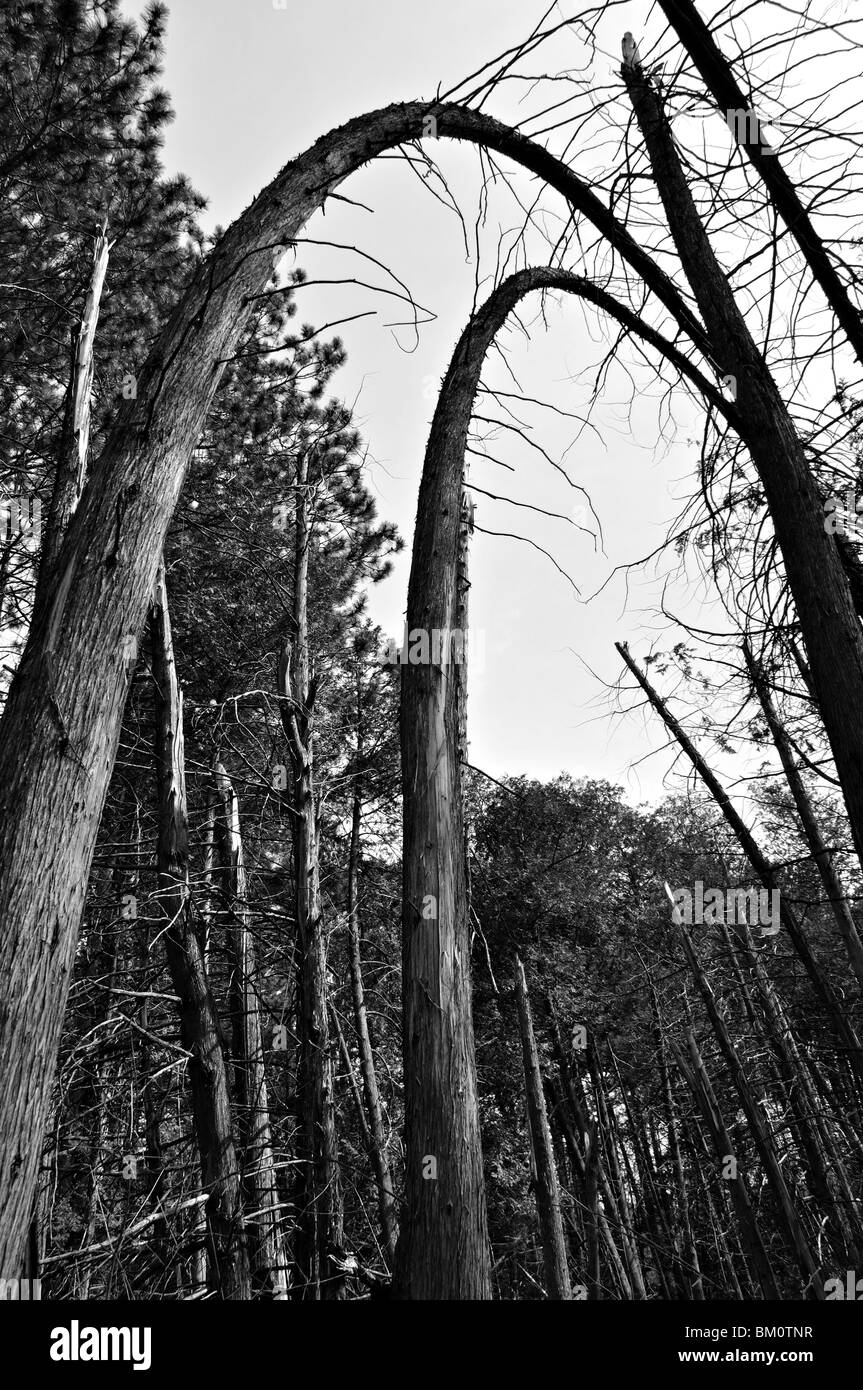 Dos muertos doblada sobre árboles de cedro rojo Foto de stock
