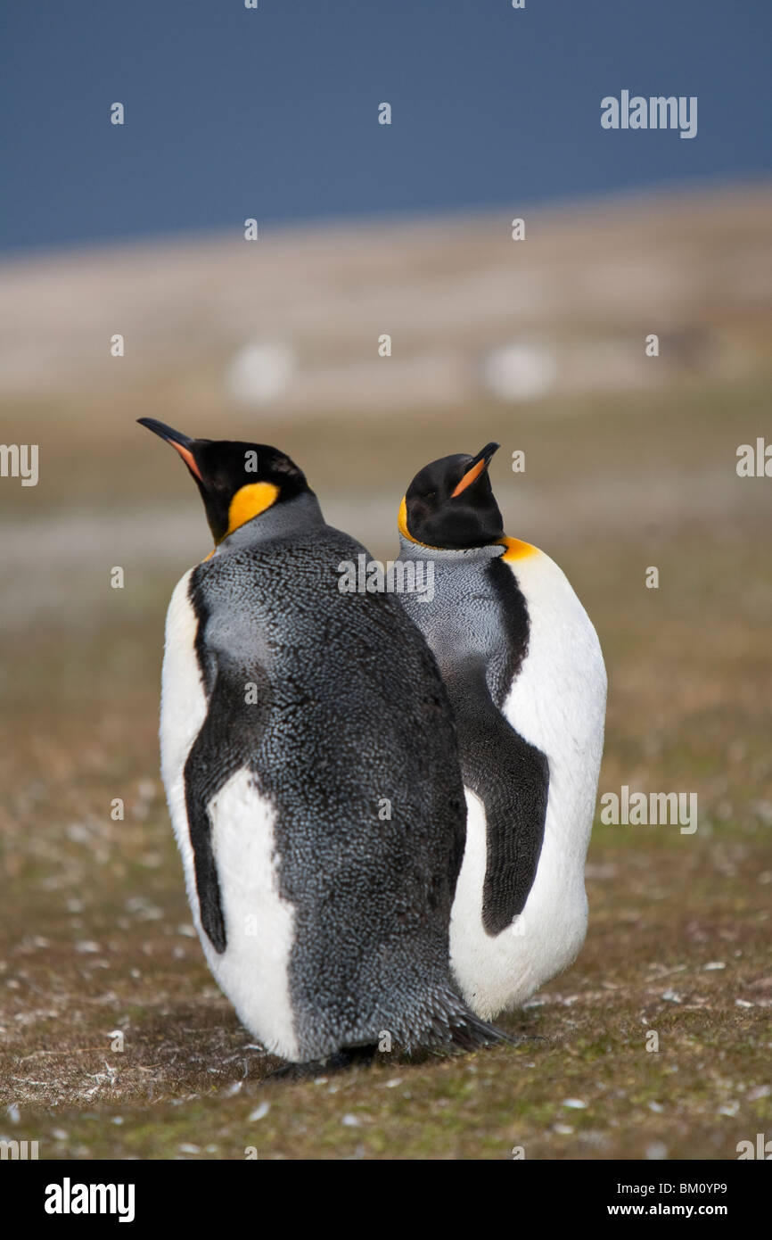 Pingüino Rey Aptenodytes patagonicus Königspinguin Islas Malvinas Punto de Voluntariado Foto de stock