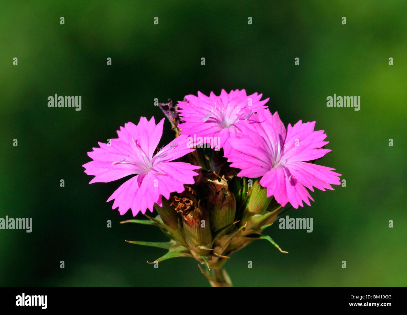 Dianthus carthusianorum, Rosa CARTUJO Foto de stock