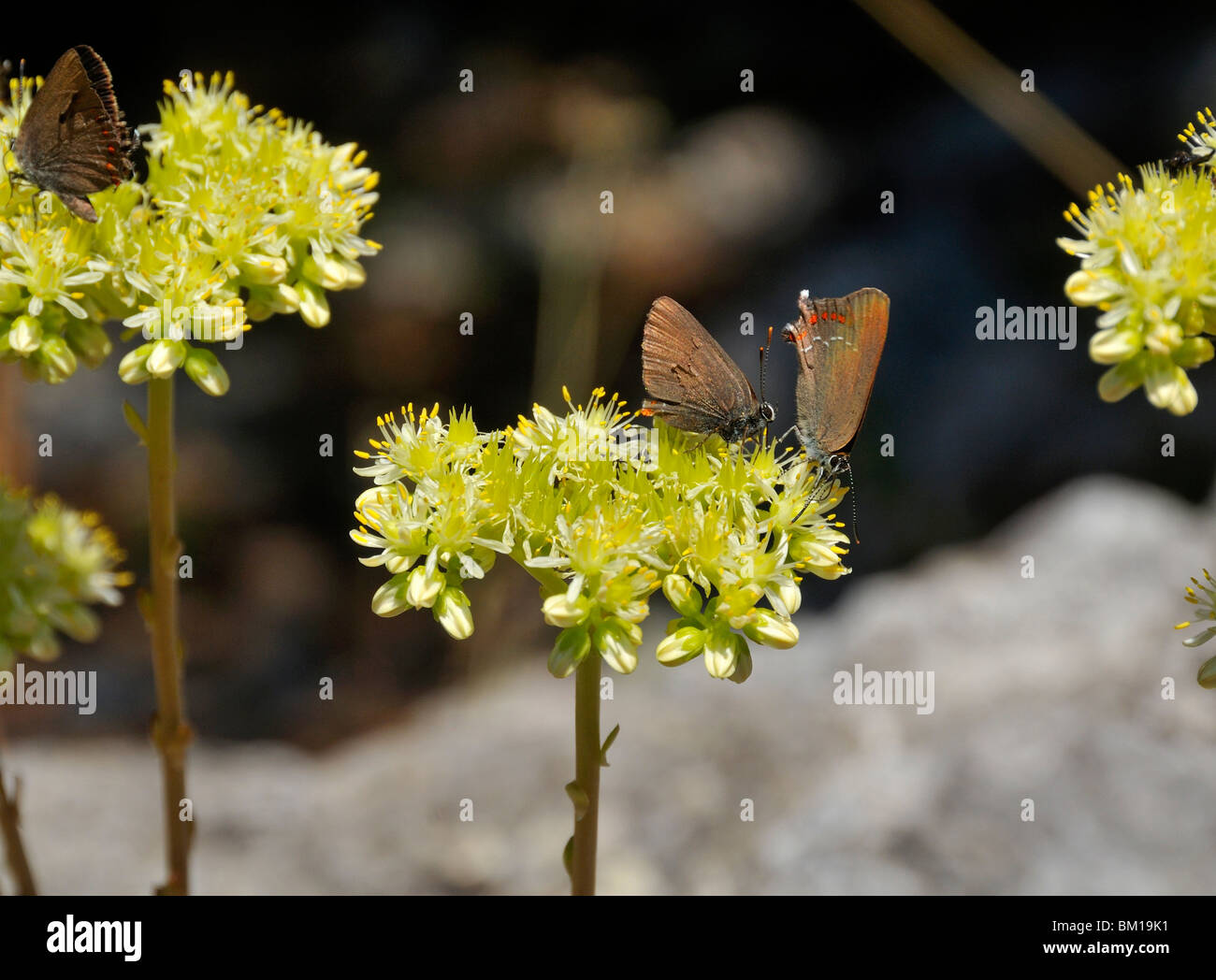 Sedum sediforme Foto de stock