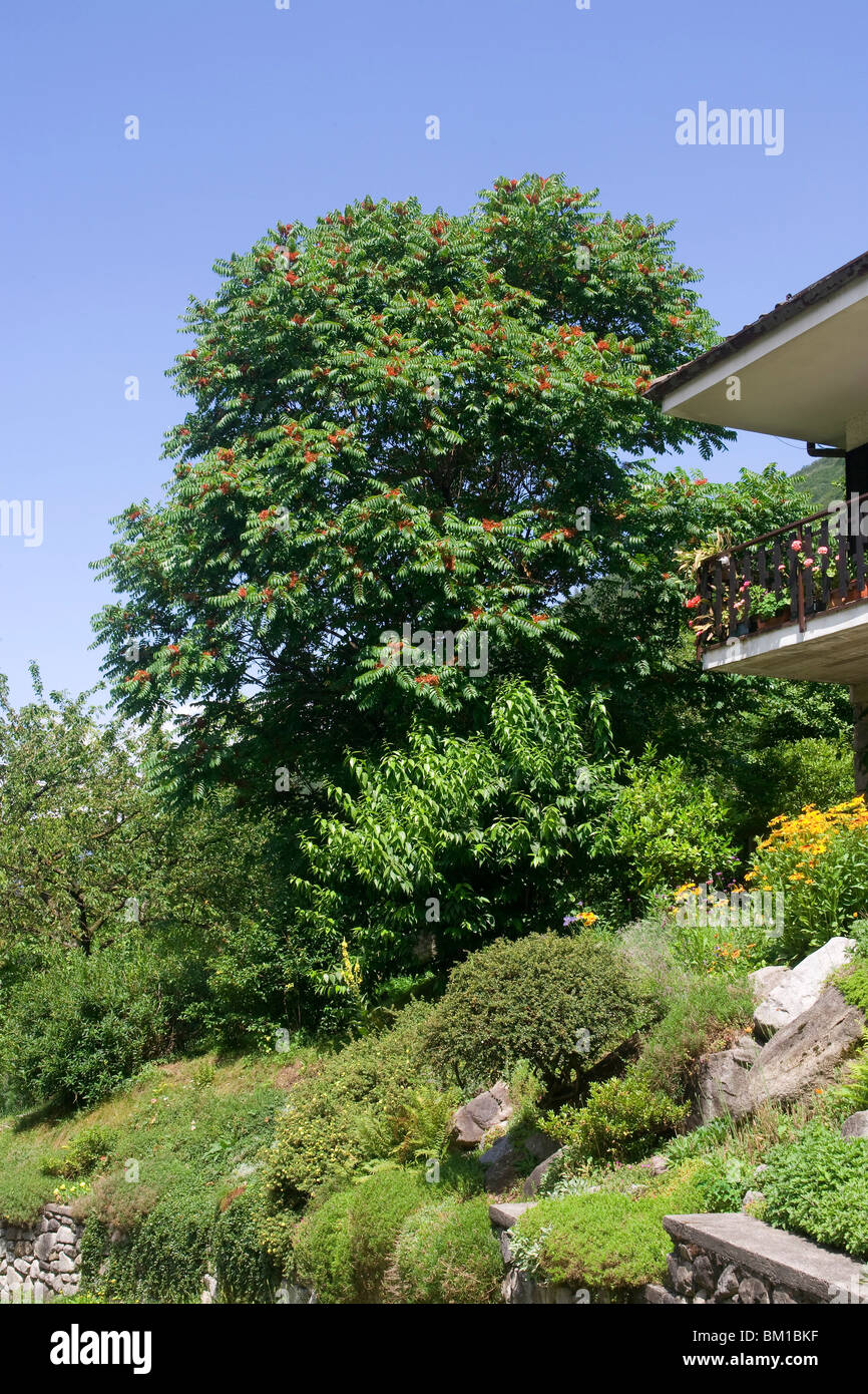 Albero Del Paradiso O Del Cielo