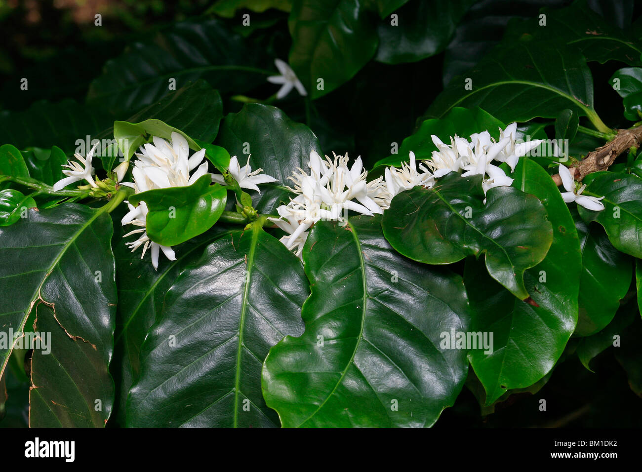 Coffea arabica, planta de café, flores Fotografía de stock - Alamy
