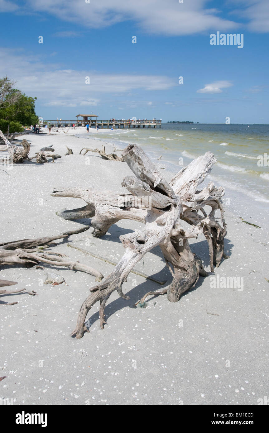 Driftwood en la playa con muelle de pesca en el fondo, Sanibel Island, Gulf Coast, Florida, Estados Unidos de América, América del Norte Foto de stock