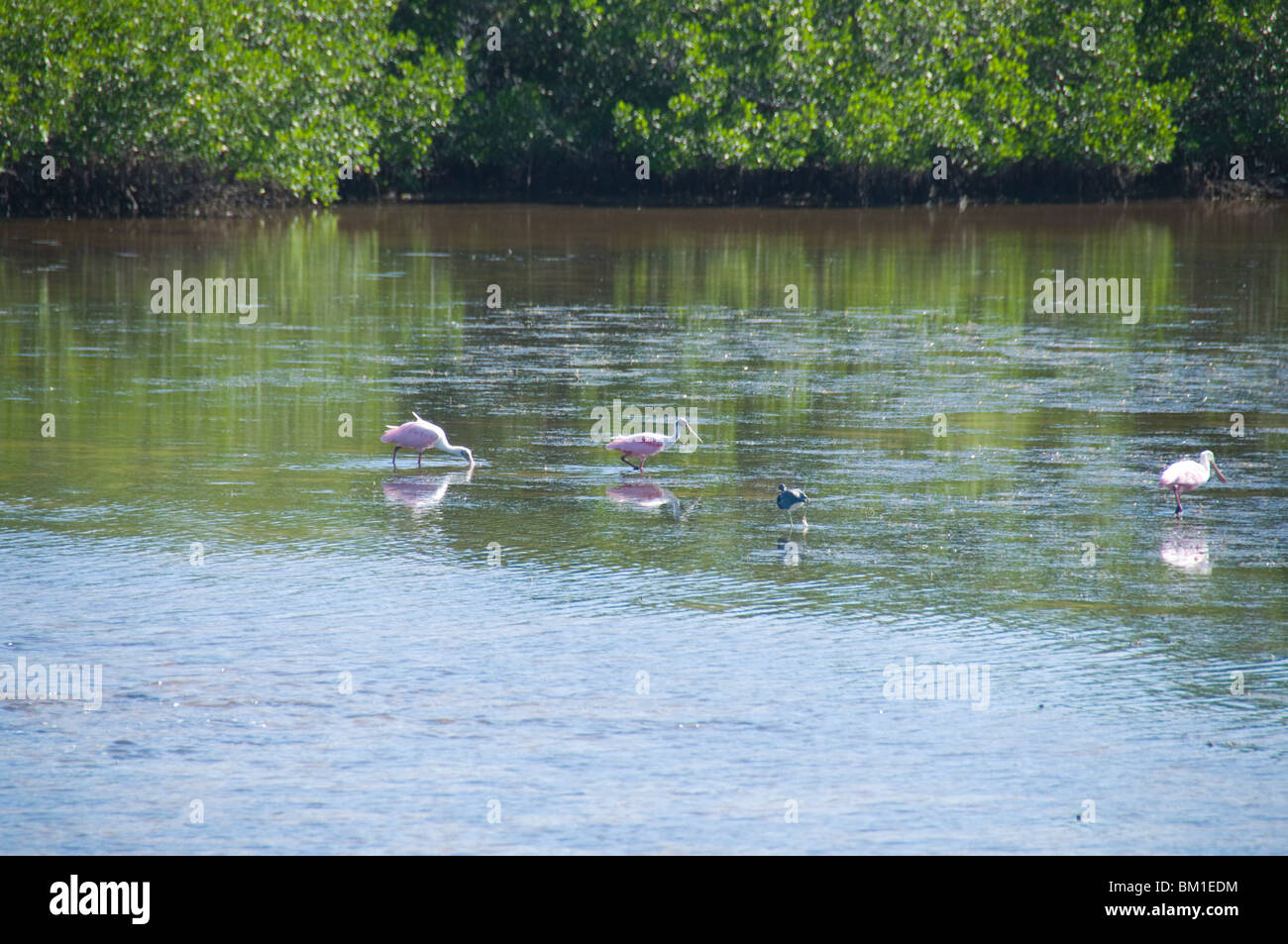 Las espátulas rosadas, J.N. "Ding" Darling Wildlife Reserve, Sanibel Island, Gulf Coast, Florida, Estados Unidos de América Foto de stock