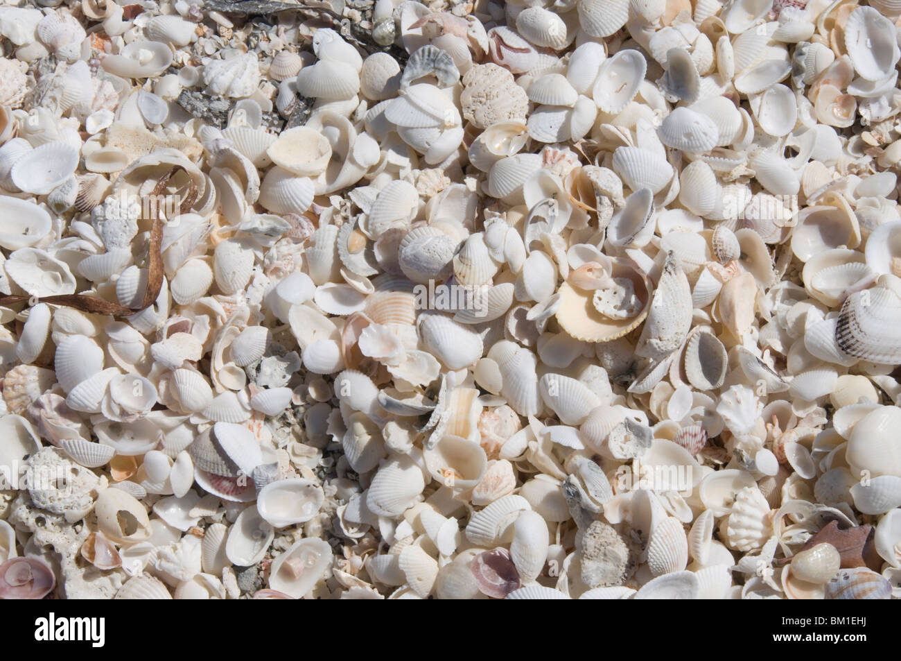 Playa cubierto de conchas, Captiva Island, Gulf Coast, Florida, Estados Unidos de América, América del Norte Foto de stock