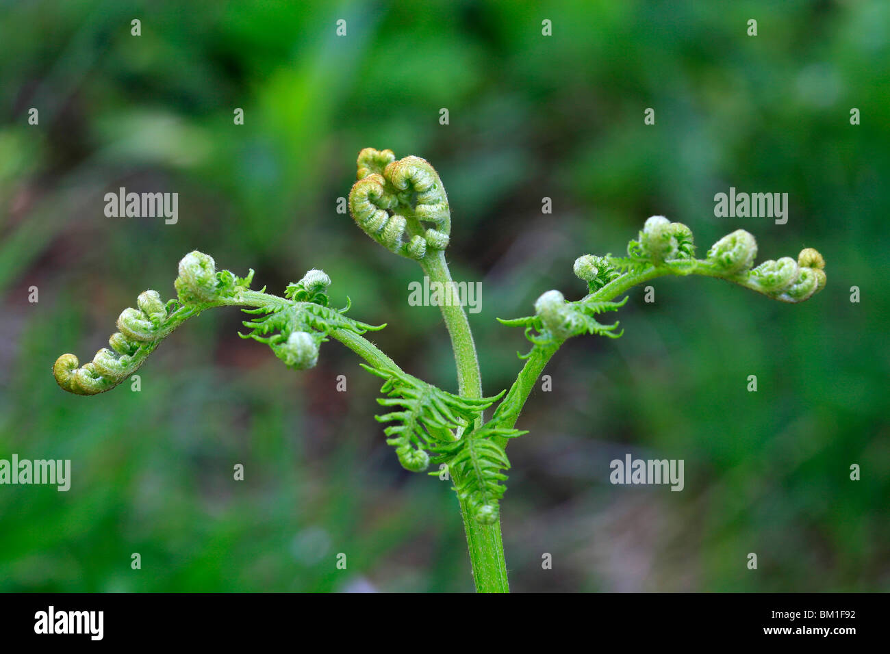 Pteridium aquilinum, helechos, helechos, felce aquilina Foto de stock