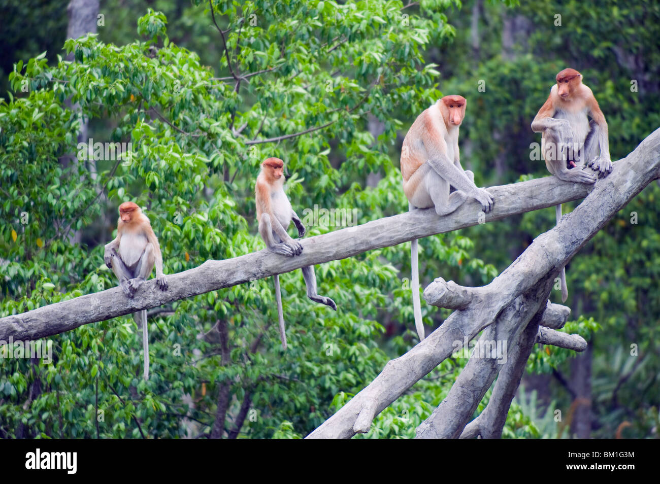 Probóscide mono, Labuk Bay Proboscis Monkey Sanctuary, Sabah, Borneo, Malasia, Sudeste Asiático, Asia Foto de stock