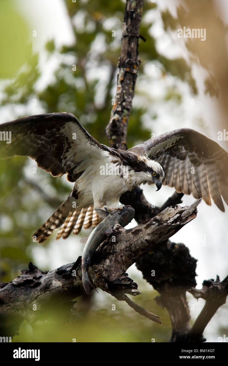 Osprey con pescado - J.N. Ding Darling National Wildlife Refuge, Sanibel Island, Florida, EE.UU. Foto de stock