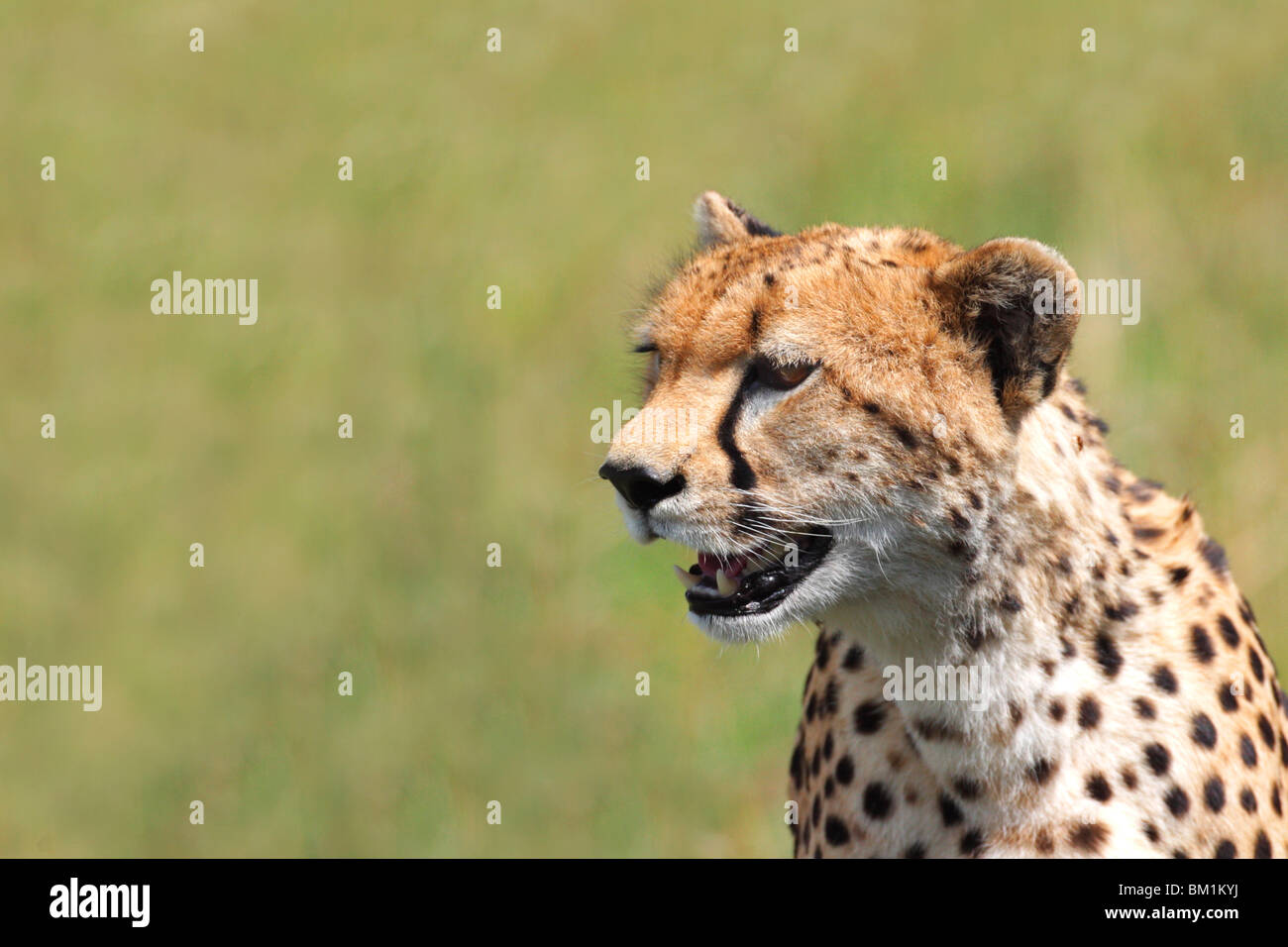 Hembra de guepardo pidiendo cub cabeza hombros closeup cerca de cerca en sunshine en pastizales de sabana en Masai Mara Foto de stock