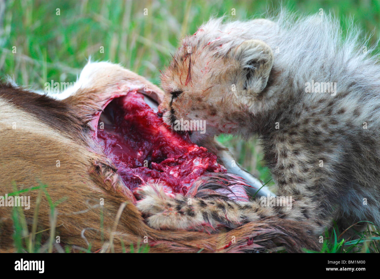 Cheetah cub come presa Thomson Thomson Gacela Reserva Natural Nacional Masai Mara en Kenya África Oriental Foto de stock