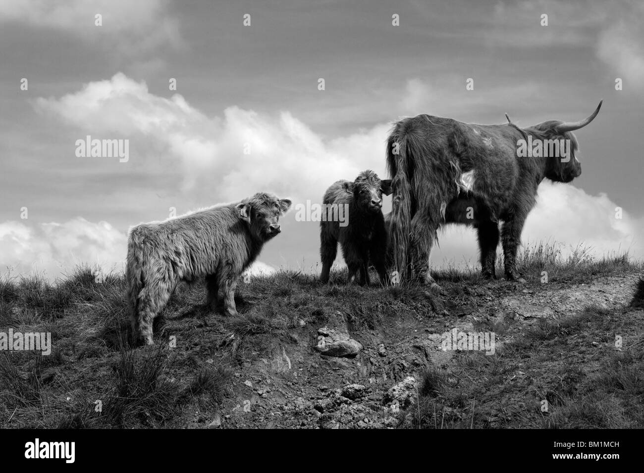 Dos jóvenes Highland terneros con su madre Foto de stock