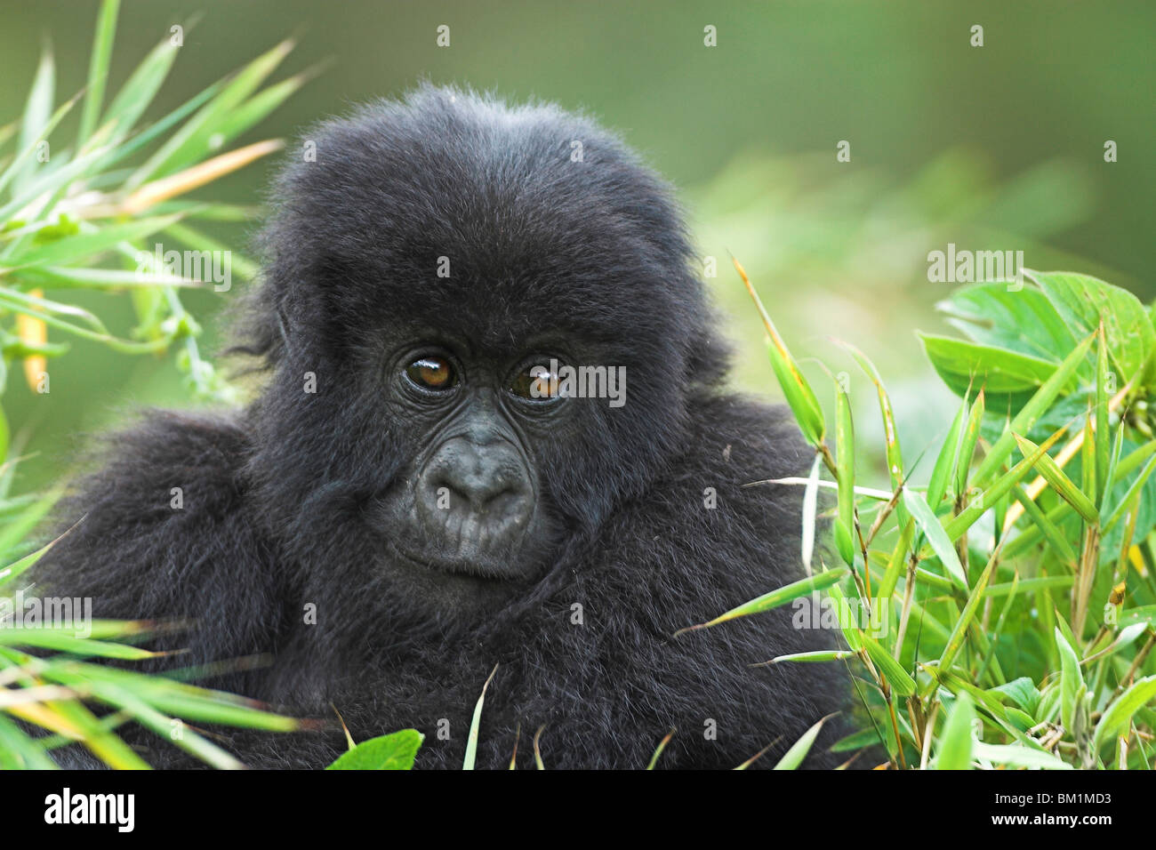 Gorila gorila beringei bebé jugando en el bosque de bambú en el Parc Nationale des Volcans Ruanda África Central Foto de stock