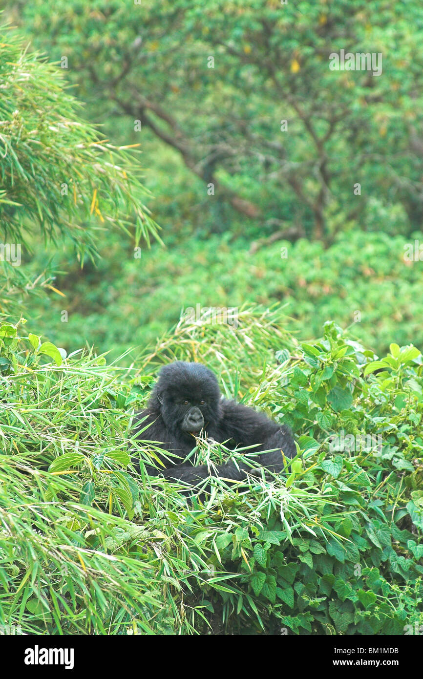 Gorila gorila gorila beringei bebé jugando en el bosque de bambú en el Parc Nationale des Volcans volcanes Virunga Foto de stock