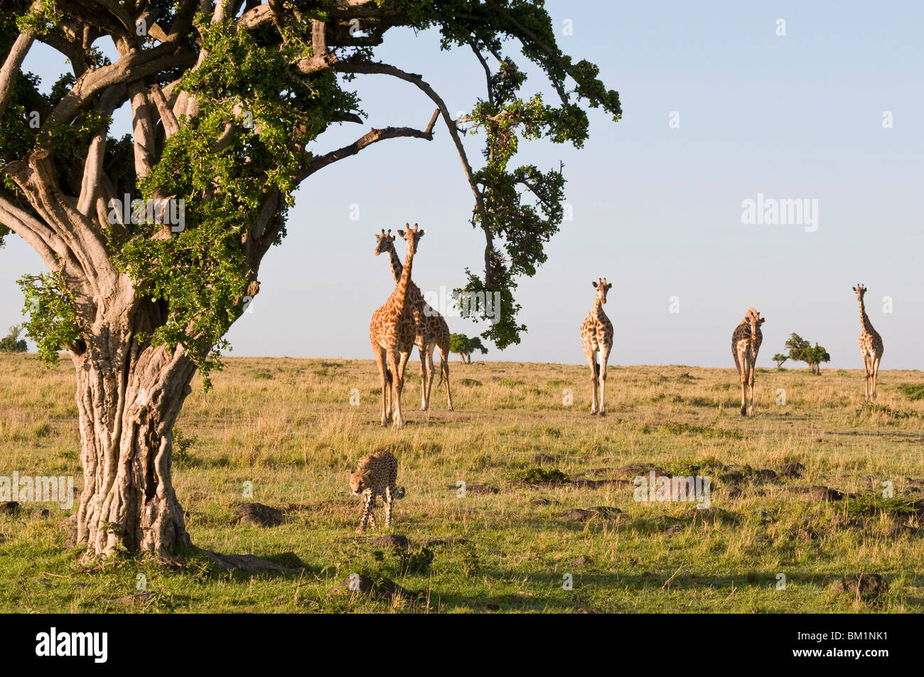 Guepardo (Acinonyx jubatus) y Masai jirafa jirafa (camelopardalis), Reserva Nacional de Masai Mara, Kenia, África oriental, África Foto de stock
