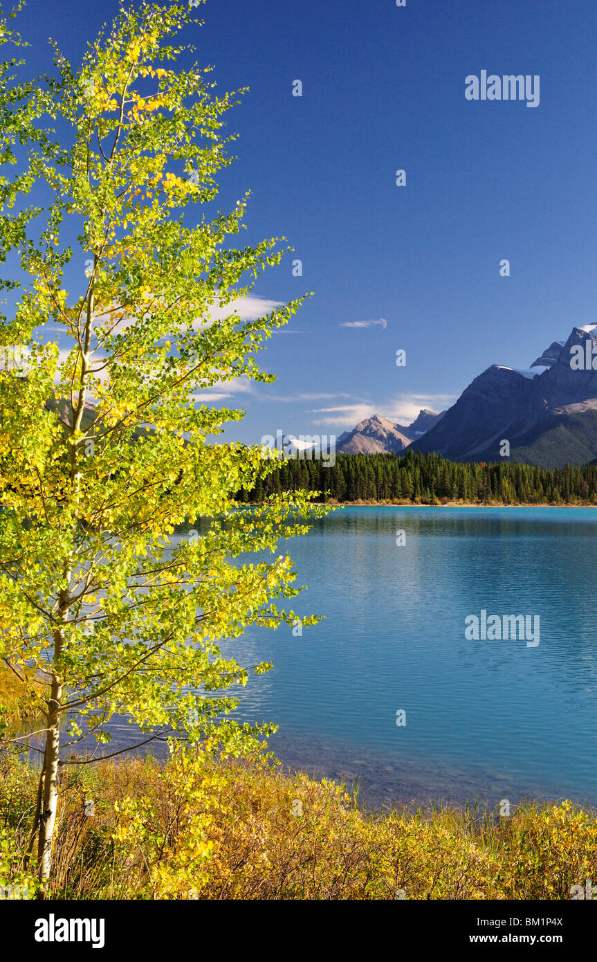 Lago de aves acuáticas, el Parque Nacional Banff, Sitio del Patrimonio Mundial de la UNESCO, Montañas Rocosas, Alberta, Canadá, Norteamérica Foto de stock