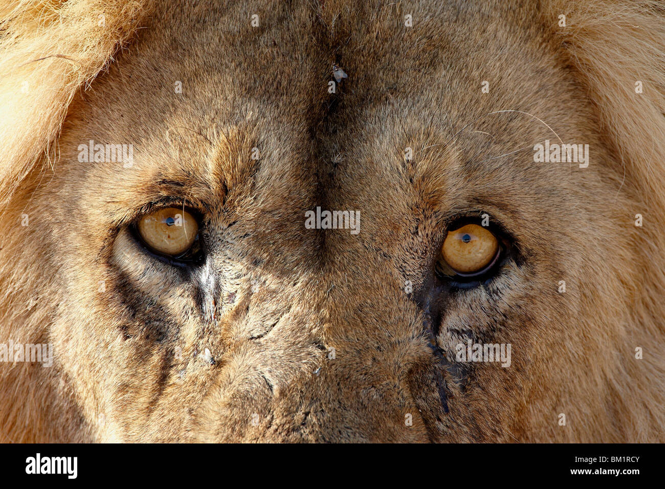 León (Panthera leo) ojos, el Parque Transfronterizo Kgalagadi, abarcando el antiguo Parque Nacional Kalahari Gemsbok, Sudáfrica Foto de stock