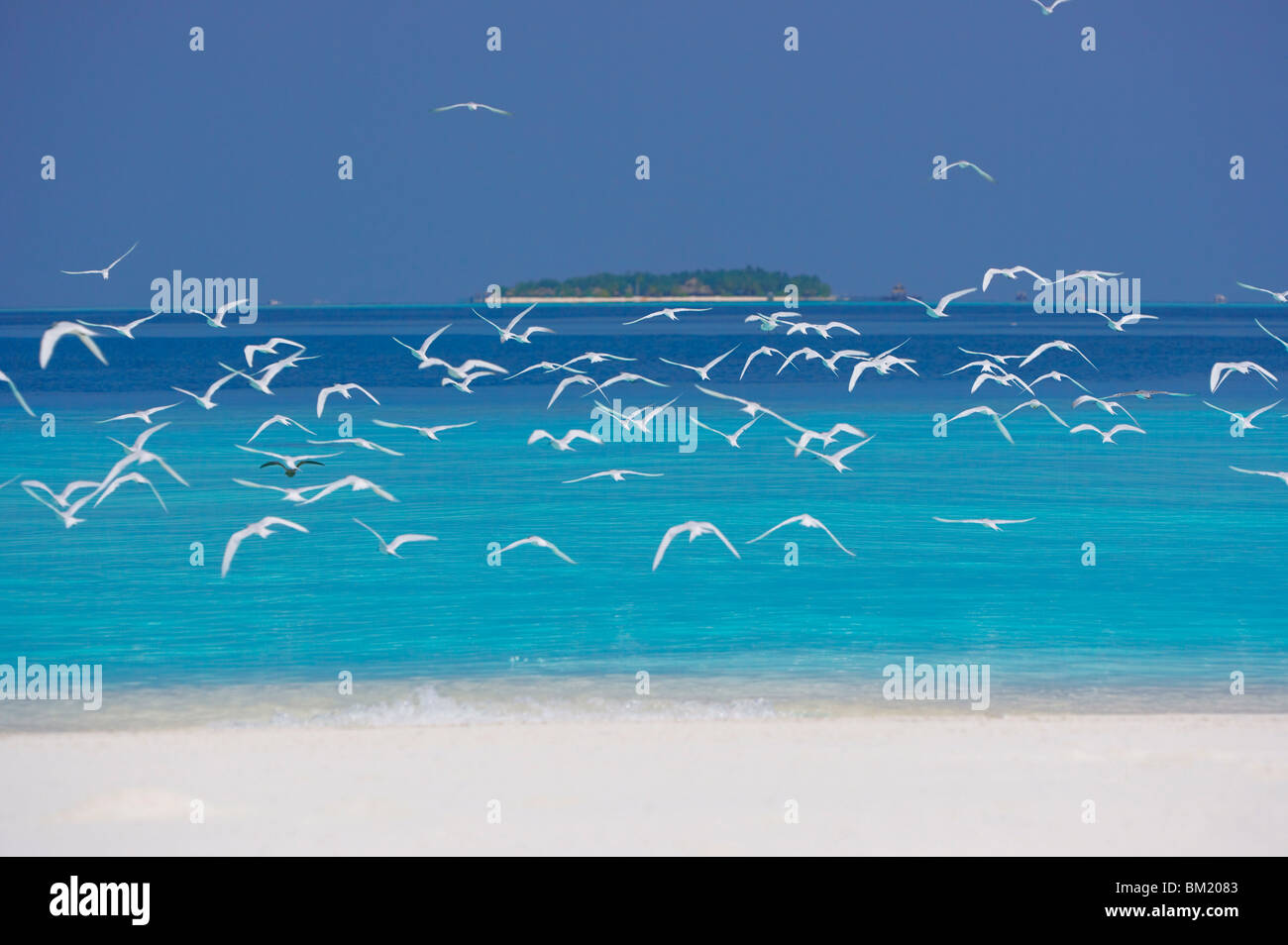 Las gaviotas y resort, las Maldivas, Océano Índico Foto de stock
