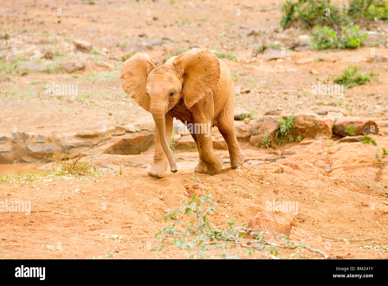 La pantorrilla del elefante africano (Loxodonta africana) en un bosque, Nairobi, Kenia Foto de stock