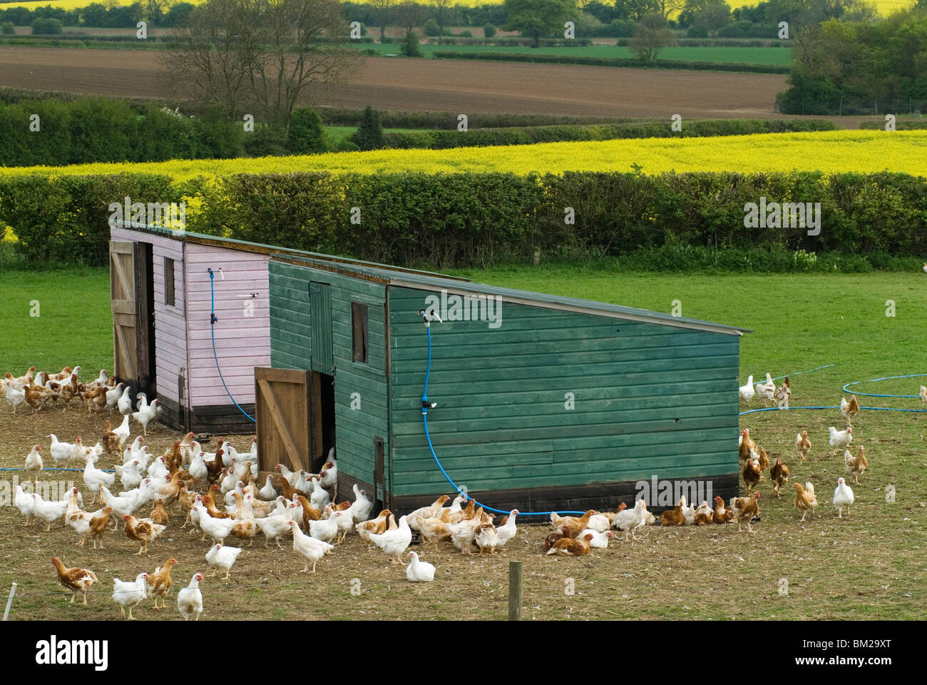 Granja avícola Leicestershire Free Range pollos. HOMER SYKES Foto de stock