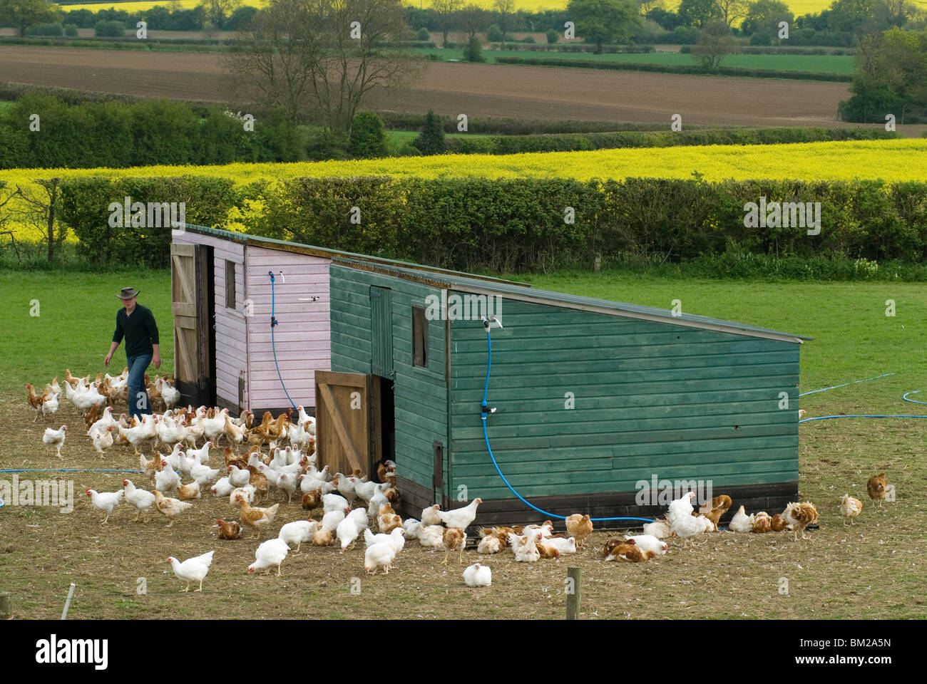 Avicultor free range pollos Leicestershire HOMER SYKES Foto de stock