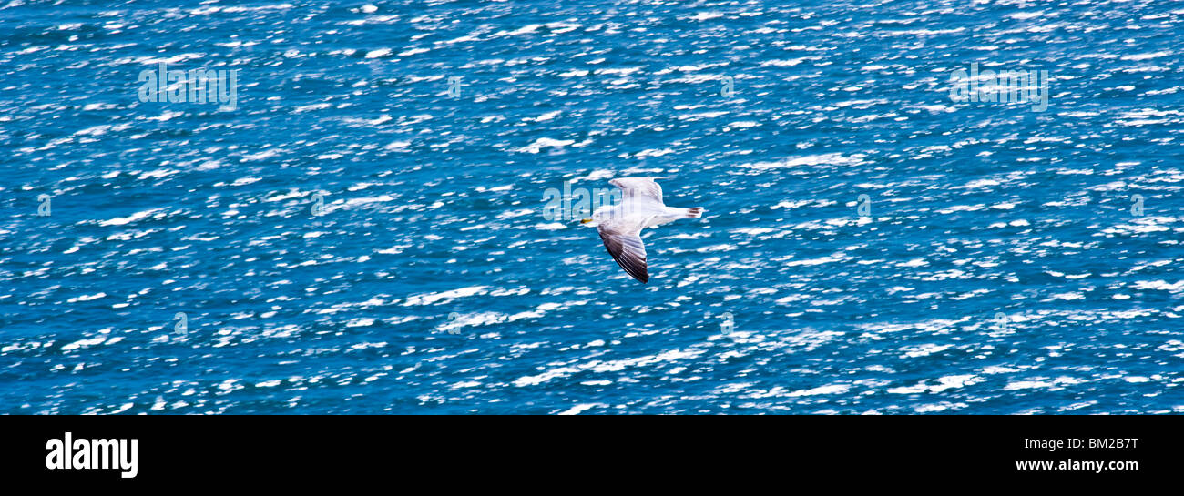Seagull Foto de stock