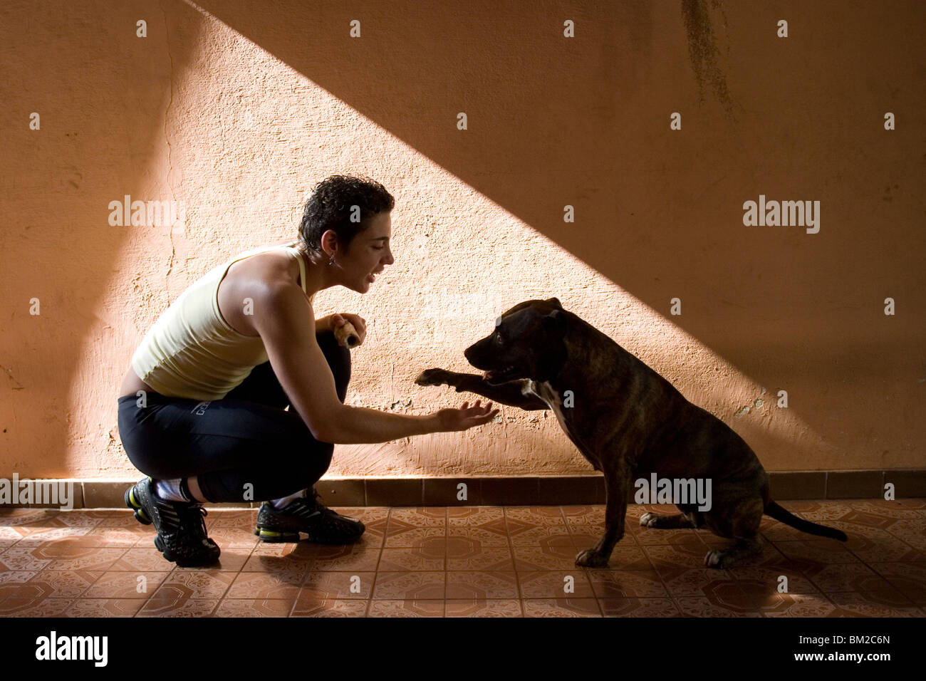 Mujer ultimate fighter Vanessa Porto sacude la pata de su perro Pitbull del entrenador, Hannah. Foto de stock