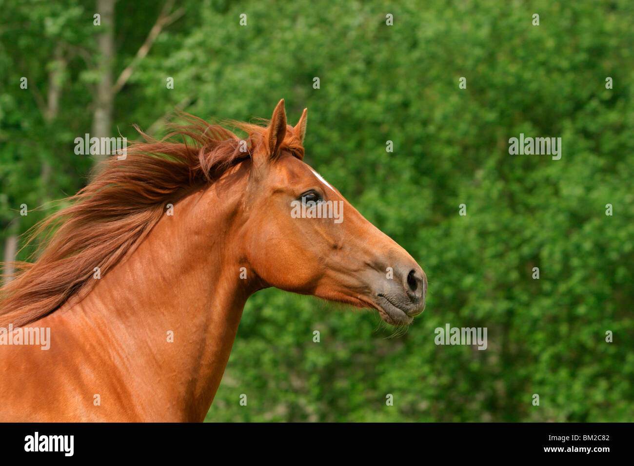 Morgan Horse Retrato Foto de stock
