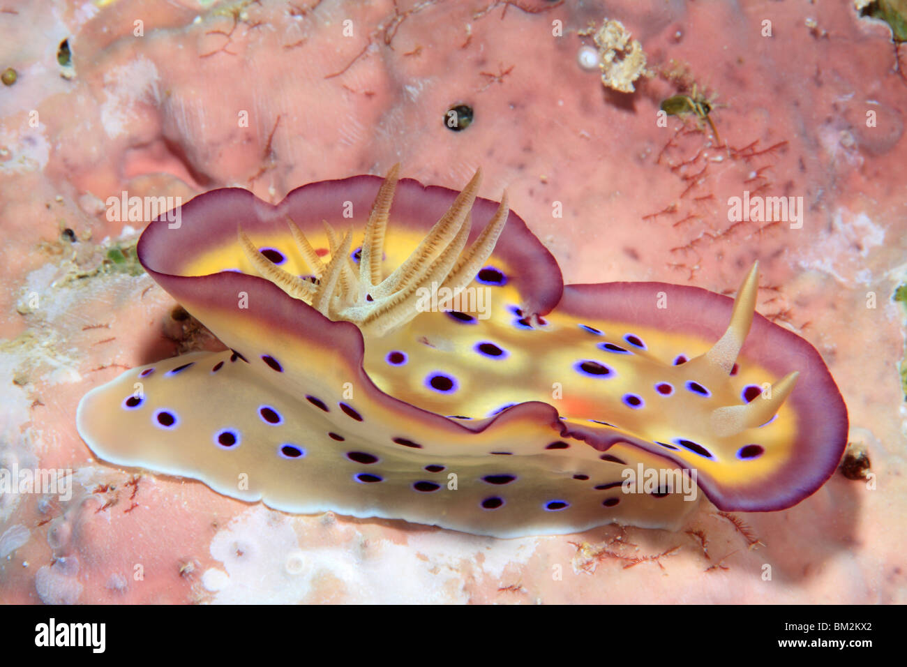 Mar Nudibranch slug, Goniobranchus Chromodoris kuniei kuniei, previamente. Uepi, Islas Salomón. Salomón, Mar, Océano Pacífico Foto de stock