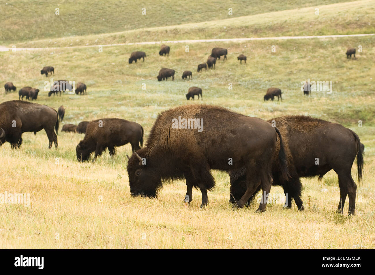 El pastoreo de búfalos americanos Foto de stock