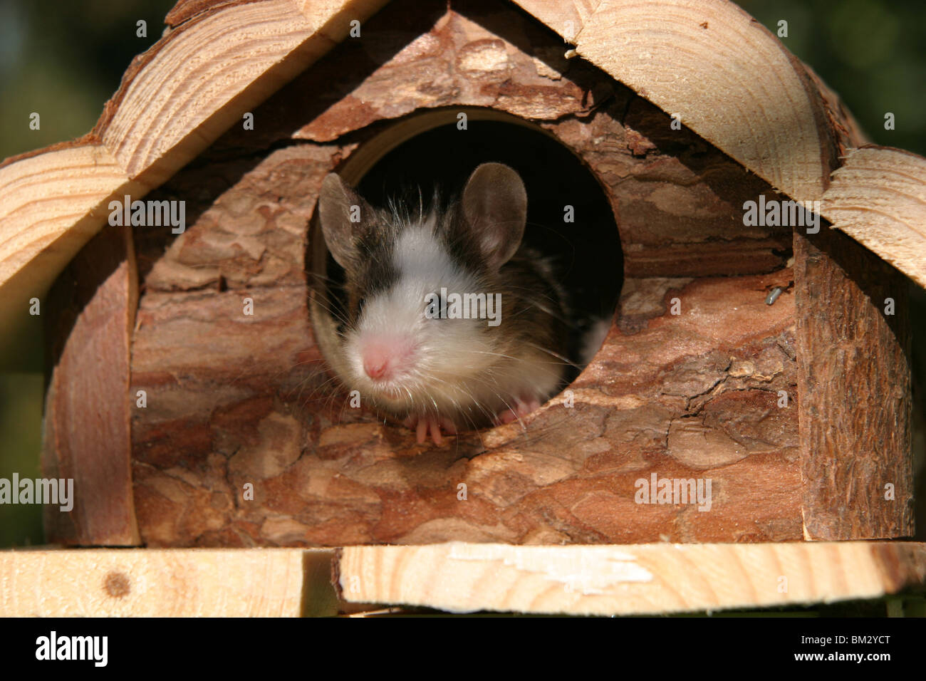 Im Farbmaus Nagerhaus / ratón en la casa Foto de stock